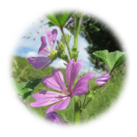 Malva alcea